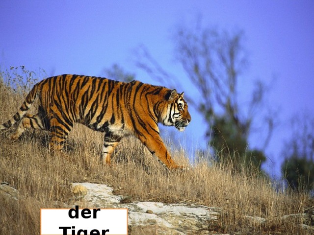 der Tiger 