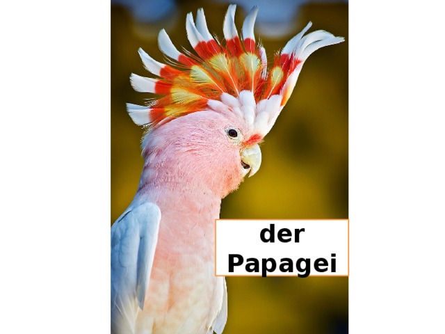der Papagei 