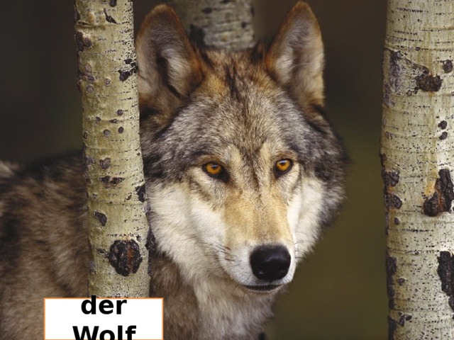 der Wolf 