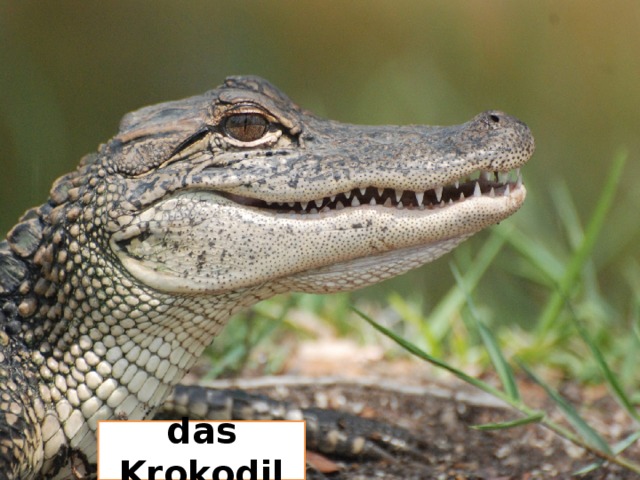 das Krokodil 
