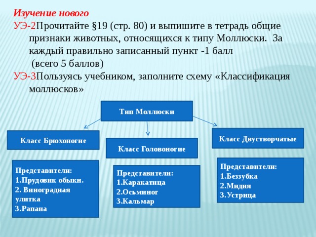Проверь свои знания  1 вариант Тип Плоские черви 2 вариант Тип Круглые черви 3 вариант Тип Кольчатые черви