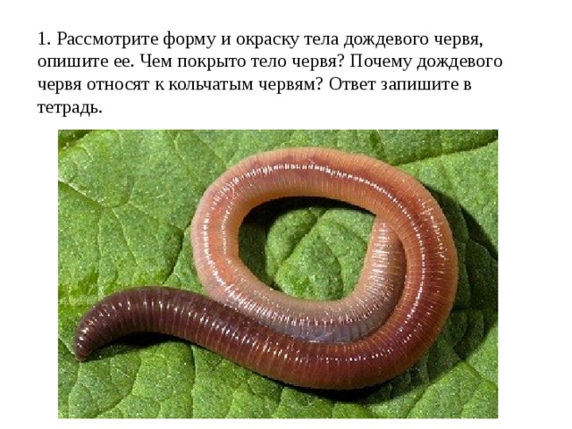 Членистоногие черви примеры. Дождевой червь кольчатый. Кольчатые черви кожа. Кожный Покров дождевого червя. Форма тела дождевого червя.