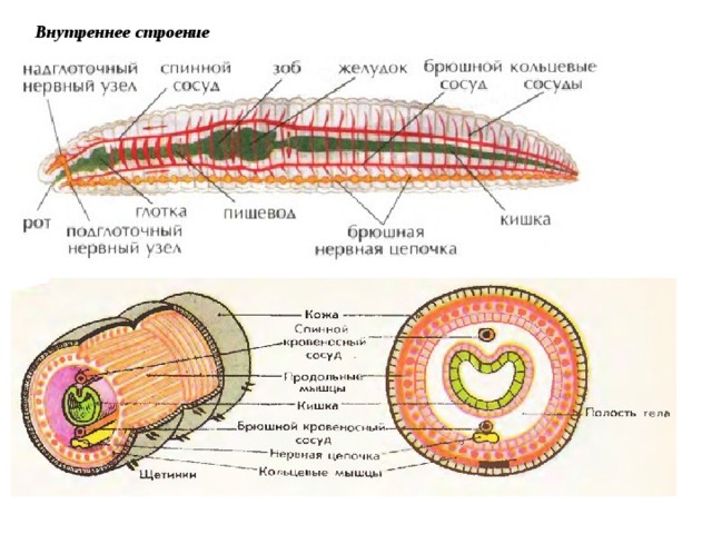 Слои кольчатых червей. Поперечный срез кольчатого червя схема. Схема поперечного разреза кольчатого червя. Круглые и кольчатые черви строение. Внутреннее строение круглого червя.