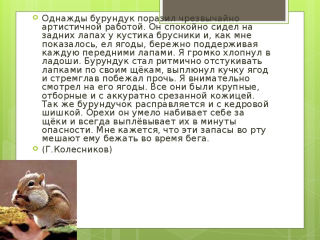 Однажды бурундук поразил чрезвычайно артистичной работой. Он спокойно сидел на задних лапах у кустика брусники и, как мне показалось, ел ягоды, бережно поддерживая каждую передними лапами. Я громко хлопнул в ладоши. Бурундук стал ритмично отстукивать лапками по своим щёкам, выплюнул кучку ягод и стремглав побежал прочь. Я внимательно смотрел на его ягоды. Все они были крупные, отборные и с аккуратно срезанной кожицей. Так же бурундучок расправляется и с кедровой шишкой. Орехи он умело набивает себе за щёки и всегда выплёвывает их в минуты опасности. Мне кажется, что эти запасы во рту мешают ему бежать во время бега. (Г.Колесников) 