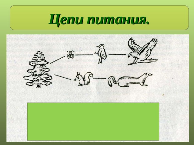 Цепь питания характерно для леса. Схема цепи питания характерной для лесного сообщества. Цепи питания характерные для лесного сообщества. Схема цепи питания для лесного сообщества Новосибирской области. Схема цепи питания характерной для лесного.