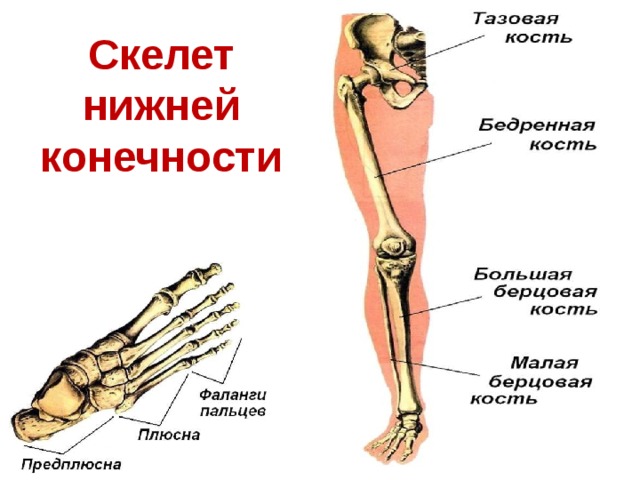 Скелет нижней конечности 