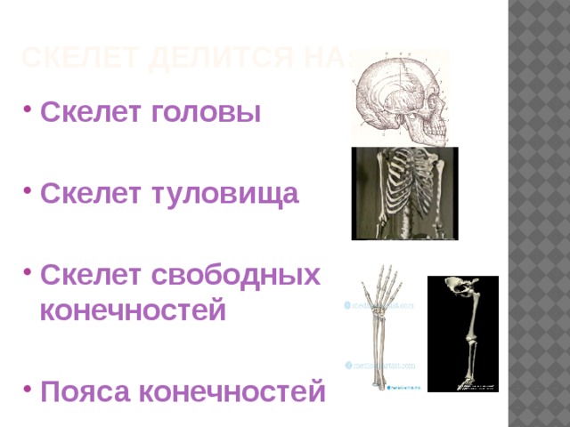 Скелет делится на: Скелет головы  Скелет туловища  Скелет свободных конечностей  Пояса конечностей 