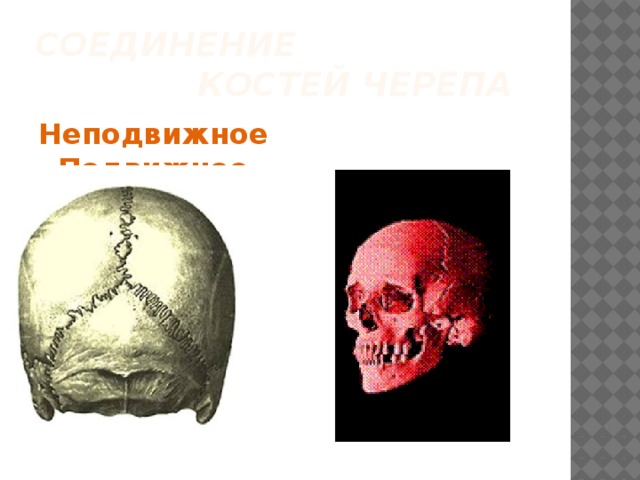 Соединение  костей черепа Неподвижное Подвижное  