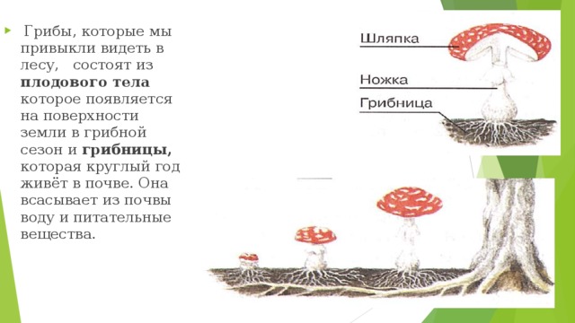  Грибы, которые мы привыкли видеть в лесу, состоят из плодового тела которое появляется на поверхности земли в грибной сезон и грибницы, которая круглый год живёт в почве. Она всасывает из почвы воду и питательные  вещества.    