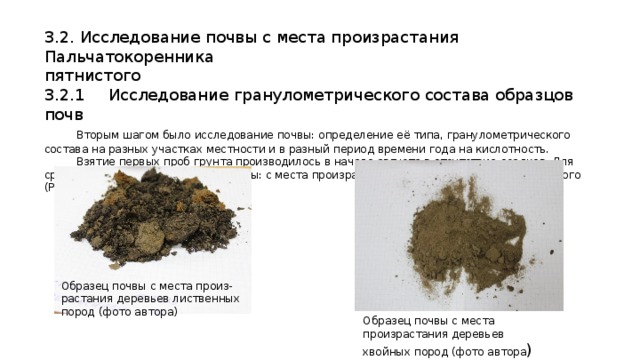 3.2. Исследование почвы с места произрастания Пальчатокоренника пятнистого 3.2.1  Исследование гранулометрического состава образцов почв  Вторым шагом было исследование почвы: определение её типа, гранулометрического состава на разных участках местности и в разный период времени года на кислотность.  Взятие первых проб грунта производилось в начале августа в отсутствие осадков. Для сравнения были взяты 2 пробы почвы: с места произрастания Пальчатокоренника пятнистого (Рис.7) и в месте его отсутствия Образец почвы с места произ-растания деревьев лиственных пород (фото автора) Образец почвы с места произрастания деревьев хвойных пород (фото автора ) 