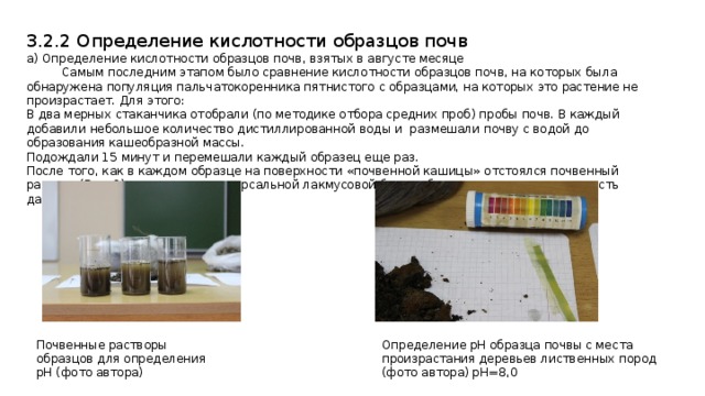 3.2.2 Определение кислотности образцов почв а) Определение кислотности образцов почв, взятых в августе месяце  Самым последним этапом было сравнение кислотности образцов почв, на которых была обнаружена популяция пальчатокоренника пятнистого с образцами, на которых это растение не произрастает. Для этого: В два мерных стаканчика отобрали (по методике отбора средних проб) пробы почв. В каждый добавили небольшое количество дистиллированной воды и размешали почву с водой до образования кашеобразной массы. Подождали 15 минут и перемешали каждый образец еще раз. После того, как в каждом образце на поверхности «почвенной кашицы» отстоялся почвенный раствор (Рис. 9), с помощью универсальной лакмусовой бумаги была определена кислотность данных образцов почв Почвенные растворы образцов для определения pH (фото автора) Определение pH образца почвы с места произрастания деревьев лиственных пород (фото автора) pH=8,0 