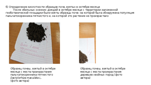 б) Определение кислотности образцов почв, взятых в октябре месяце  После обильных осенних дождей в октябре месяце с территории заложенной геоботанической площадки были взяты образцы почв: на которой была обнаружена популяция пальчатокоренника пятнистого и, на которой это растение не произрастало Образец почвы, взятый в октябре месяце с места произрастания пальчатокоренника пятнистого Dactylorhíza maculáta L.  Образец почвы, взятый в октябре месяце с места произрастания деревьев хвойных пород (фото автора) (фото автора) 
