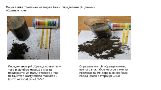 По уже известной нам методике были определены pH данных образцов почв. Определение pH образца почвы, взя-того в октябре месяце с места произрастания пальчатокоренника пятнистого Dactylorhíza maculáta L. (фото автора) pH=4,5-5,0 Определение pH образца почвы, взятого в октябре месяце с места произрастания деревьев хвойных пород (фото автора) pH=5,0 