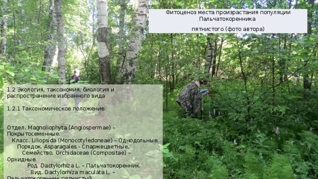 Фитоценоз места произрастания популяции Пальчатокоренника пятнистого (фото автора) 1.2 Экология, таксономия, биология и распространение избранного вида   1.2.1 Таксономическое положение     Отдел. Magnoliophyta (Angiospermae) – Покрытосеменные.  Класс. Liliopsida (Monocotyledoneae) – Однодольные.  Порядок. Asparagales - Спаржецветные.  Семейство. Orchidаceae (Compositae) – Орхидные.  Род. Dactylorhíza L. – Пальчатокоренник.  Вид. Dactylorhíza maculáta L. – Пальчатокоренник пятнистый. 