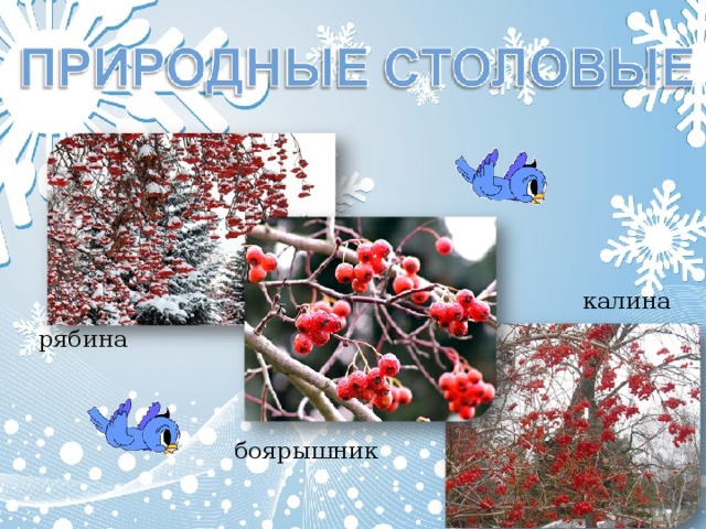 калина рябина боярышник 
