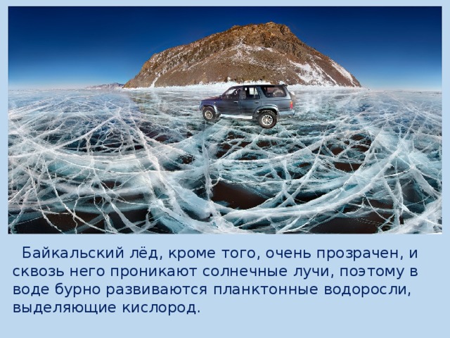  Байкальский лёд, кроме того, очень прозрачен, и сквозь него проникают солнечные лучи, поэтому в воде бурно развиваются планктонные водоросли, выделяющие кислород.   