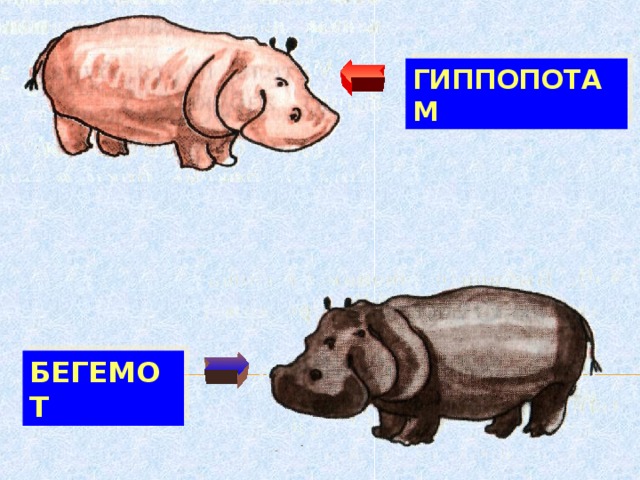 ГИППОПОТАМ БЕГЕМОТ 