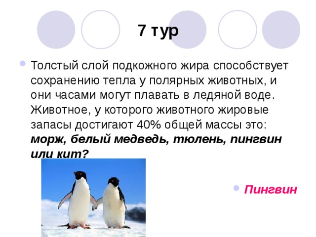 7 тур Толстый слой подкожного жира способствует сохранению тепла у полярных животных, и они часами могут плавать в ледяной воде. Животное, у которого животного жировые запасы достигают 40% общей массы это:  морж, белый медведь, тюлень, пингвин или кит?  Пингвин 