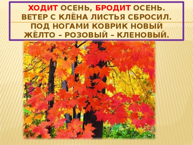 Ходит осень, бродит осень.  Ветер с клёна листья сбросил.  Под ногами коврик новый  Жёлто – розовый – кленовый. 