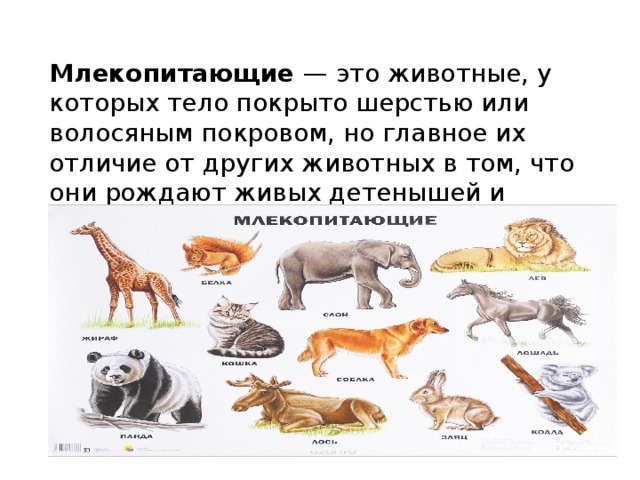 Животные млекопитающие звери. Список млекопитающих животных. Млекопитающие это.