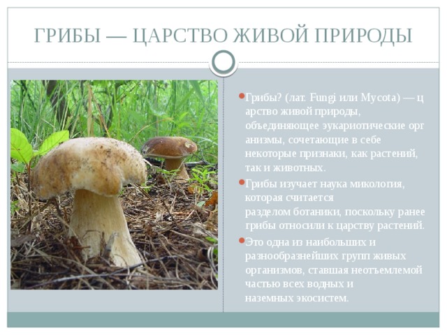 Признаки живых организмов грибы. Грибы царство живой природы. Царства живых организмов грибы. Что относится к царству грибов. Грибы это особое царство природы.
