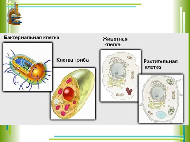 Клетка прокариот и эукариот рисунок