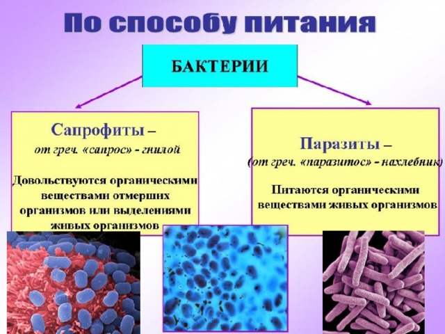 Организмы питающиеся органическими веществами