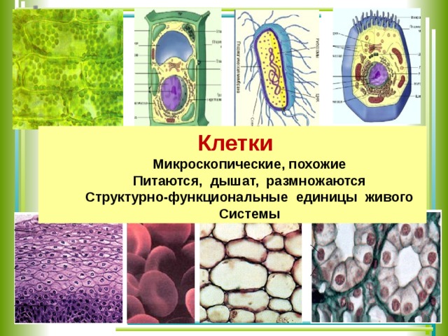 Вирусы способны размножаться только в живых клетках