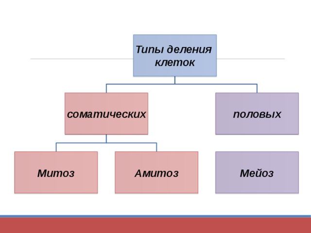 Типы деления клеток соматических половых Митоз Амитоз Мейоз 