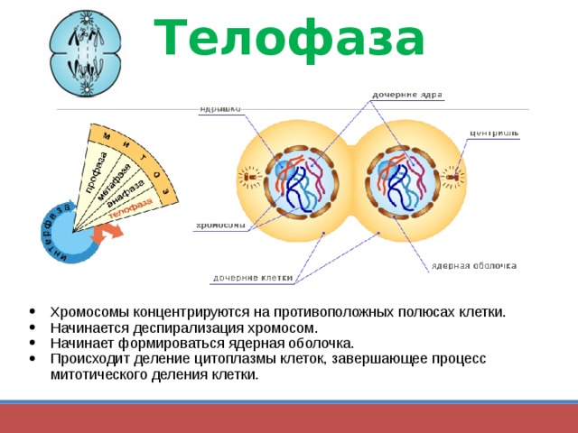 Телофаза Хромосомы концентрируются на противоположных полюсах клетки. Начинается деспирализация хромосом. Начинает формироваться ядерная оболочка. Происходит деление цитоплазмы клеток, завершающее процесс митотического деления клетки. 