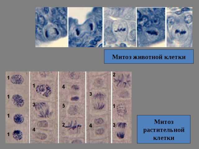 Митоз животной клетки Митоз растительной клетки 