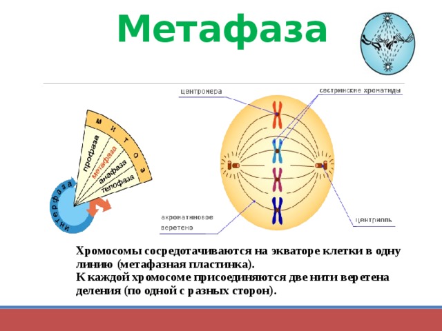 Метафаза Хромосомы сосредотачиваются на экваторе клетки в одну линию (метафазная пластинка). К каждой хромосоме присоединяются две нити веретена деления (по одной с разных сторон). 
