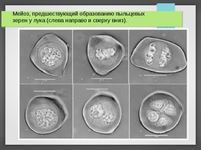 Мейоз, предшествующий образованию пыльцевых зерен у лука (слева направо и сверху вниз). 
