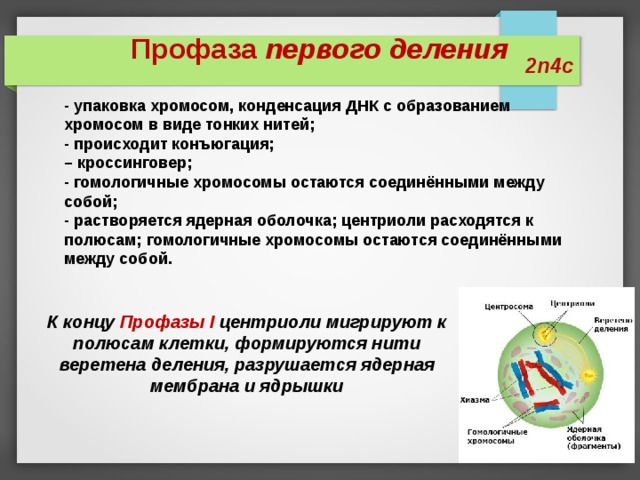 Профаза первого деления     - упаковка хромосом, конденсация ДНК с образованием хромосом в виде тонких нитей; - происходит конъюгация; – кроссинговер; - гомологичные хромосомы остаются соединёнными между собой; - растворяется ядерная оболочка; центриоли расходятся к полюсам; гомологичные хромосомы остаются соединёнными между собой. 2n4c  К концу Профазы I центриоли мигрируют к полюсам клетки, формируются нити веретена деления, разрушается ядерная мембрана и ядрышки 