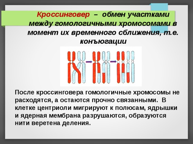  Кроссинговер – обмен участками между гомологичными хромосомами в момент их временного сближения, т.е. конъюгации После кроссинговера гомологичные хромосомы не расходятся, а остаются прочно связанными.  В клетке центриоли мигрируют к полюсам, ядрышки и ядерная мембрана разрушаются, образуются нити веретена деления.   