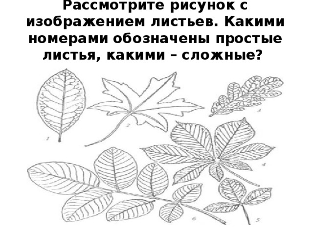 Рассмотрите рисунок с изображением листьев. Какими номерами обозначены простые листья, какими – сложные? 
