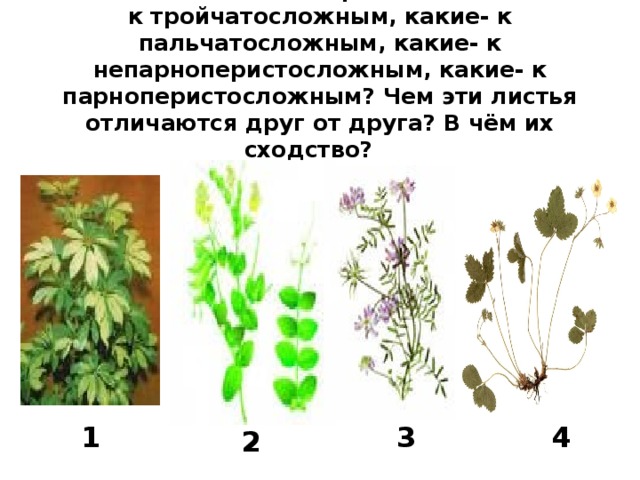 Какие из этих листьев растений относятся к тройчатосложным, какие- к пальчатосложным, какие- к непарноперистосложным, какие- к парноперистосложным? Чем эти листья отличаются друг от друга? В чём их сходство?   1 3 4 2 