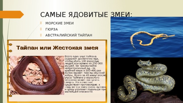 САМЫЕ ЯДОВИТЫЕ ЗМЕИ: МОРСКИЕ ЗМЕИ ГЮРЗА АВСТРАЛИЙСКИЙ ТАЙПАН 