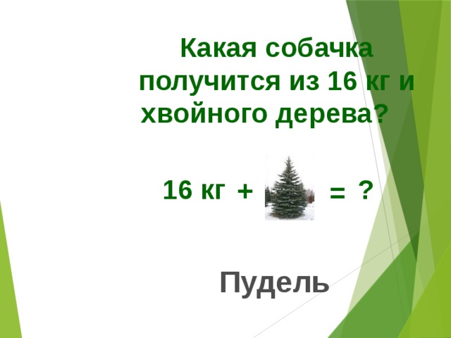 Какая собачка получится из 16 кг и хвойного дерева?   16 кг ? + = Пудель 