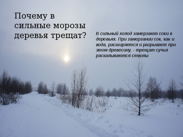 Почему в сильные морозы деревья трещат? В сильный холод замерзают соки в деревьях. При замерзании сок, как и вода, расширяется и разрывает при этом древесину, - трещат сучья раскалываются стволы 