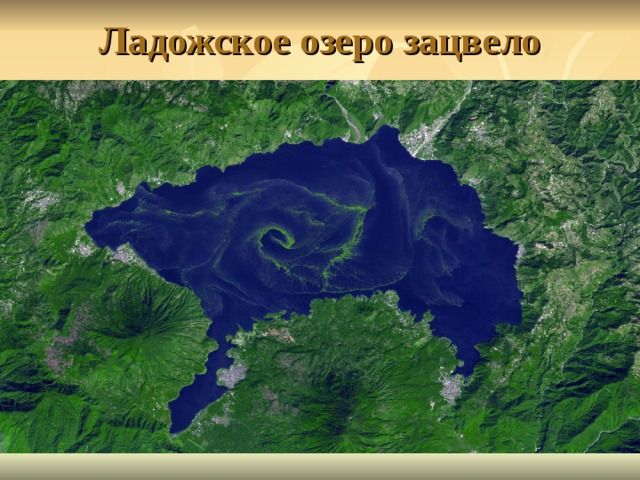 Ладожское озеро зацвело