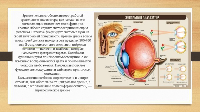 Центральная часть зрительного анализатора где происходит анализ воспринятого изображения