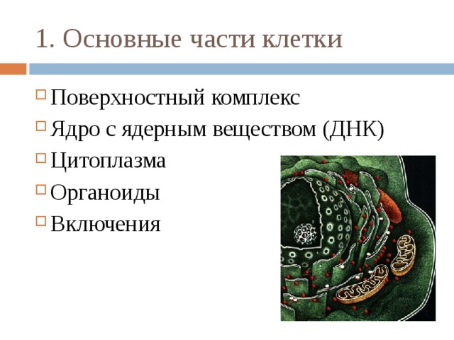 Поверхностный комплекс. Поверхностный комплекс клетки. Поверхностный комплекс клетки особенности строения. Поверхностный комплекс клетки схема. Поверхностный комплекс клетки не включает.