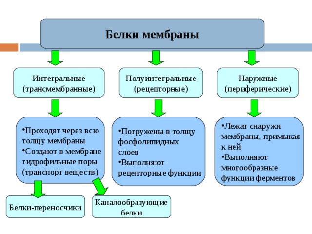 Белки в клеточной мембране. Полуинтегральные белки функции. Классификация мембранных белков. Функции интегральных мембранных белков. Функции полуинтегральных белков мембраны.