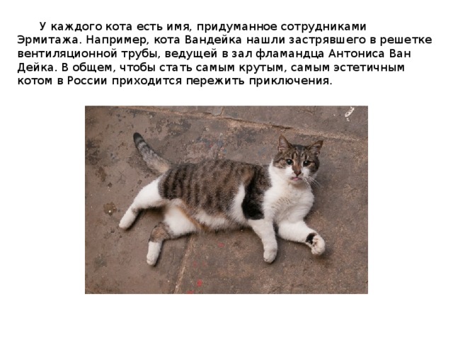 Чей кот. Придумай кличку коту. Придумайте имя коту. Короткие имена для котов. Кот имя кличка придумать.