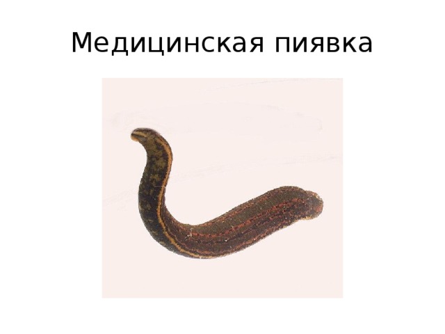 Медицинская пиявка рисунок