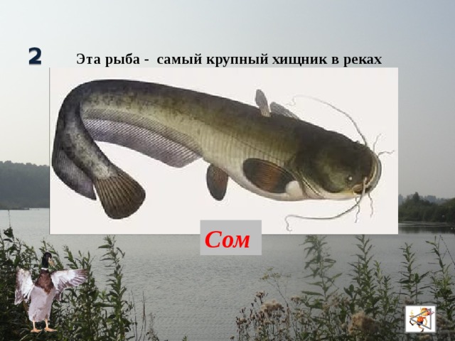 2 Эта рыба - самый крупный хищник в реках нашей страны. Сом
