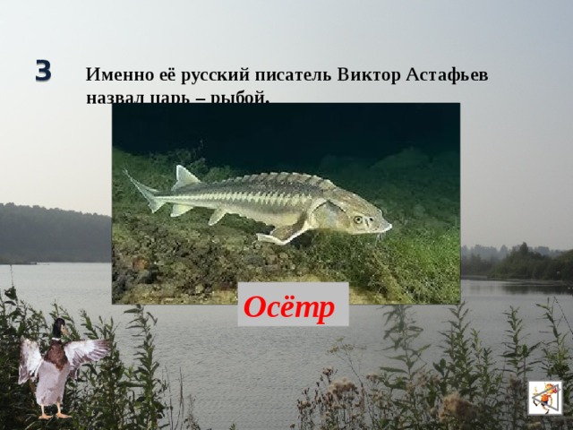 3 Именно её русский писатель Виктор Астафьев назвал царь – рыбой. Осётр