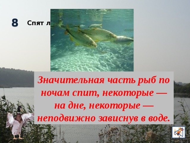 8 Спят ли рыбы по ночам? Значительная часть рыб по ночам спит, некоторые — на дне, некоторые — неподвижно зависнув в воде.