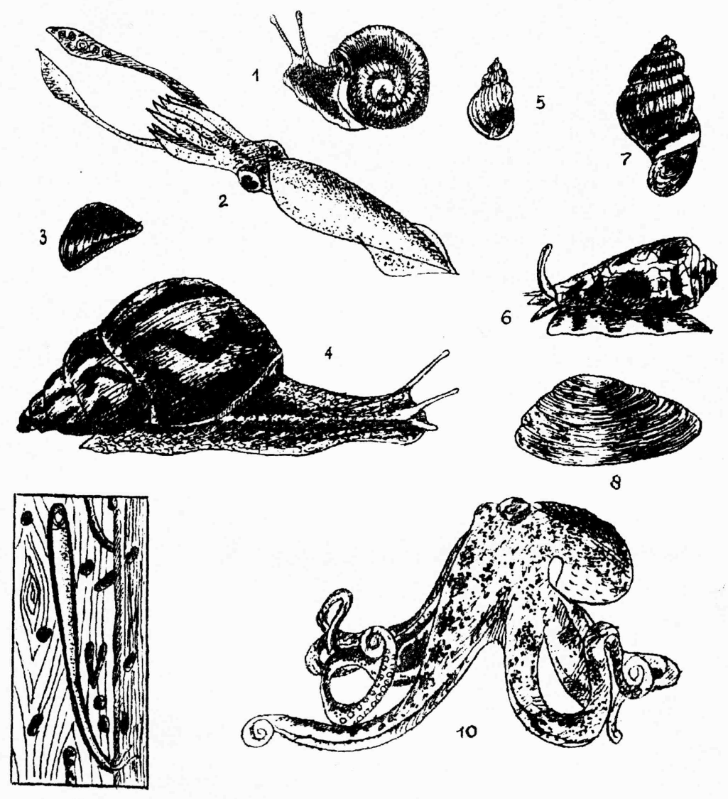 Паразит прудовика. Брюхоногие моллюски. Gastropoda палеонтология. Двустворчатые моллюски корабельные черви. Анатомия моллюска. Тип моллюски черви представители.